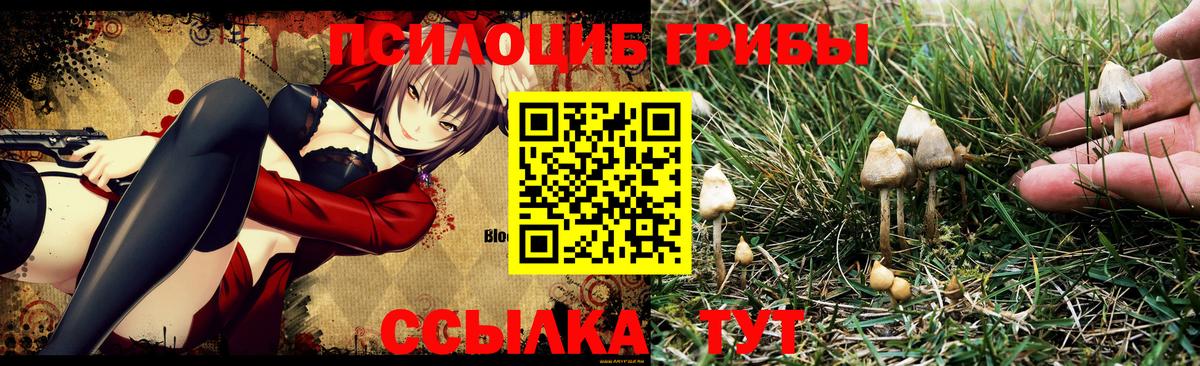 Галлюциногенные грибы Psilocybe Отрадный